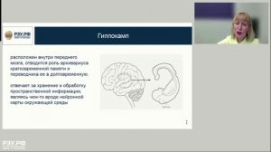 Мозг. Основные структуры и функции
