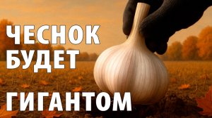 Правильная подготовка к посадке озимого чеснока