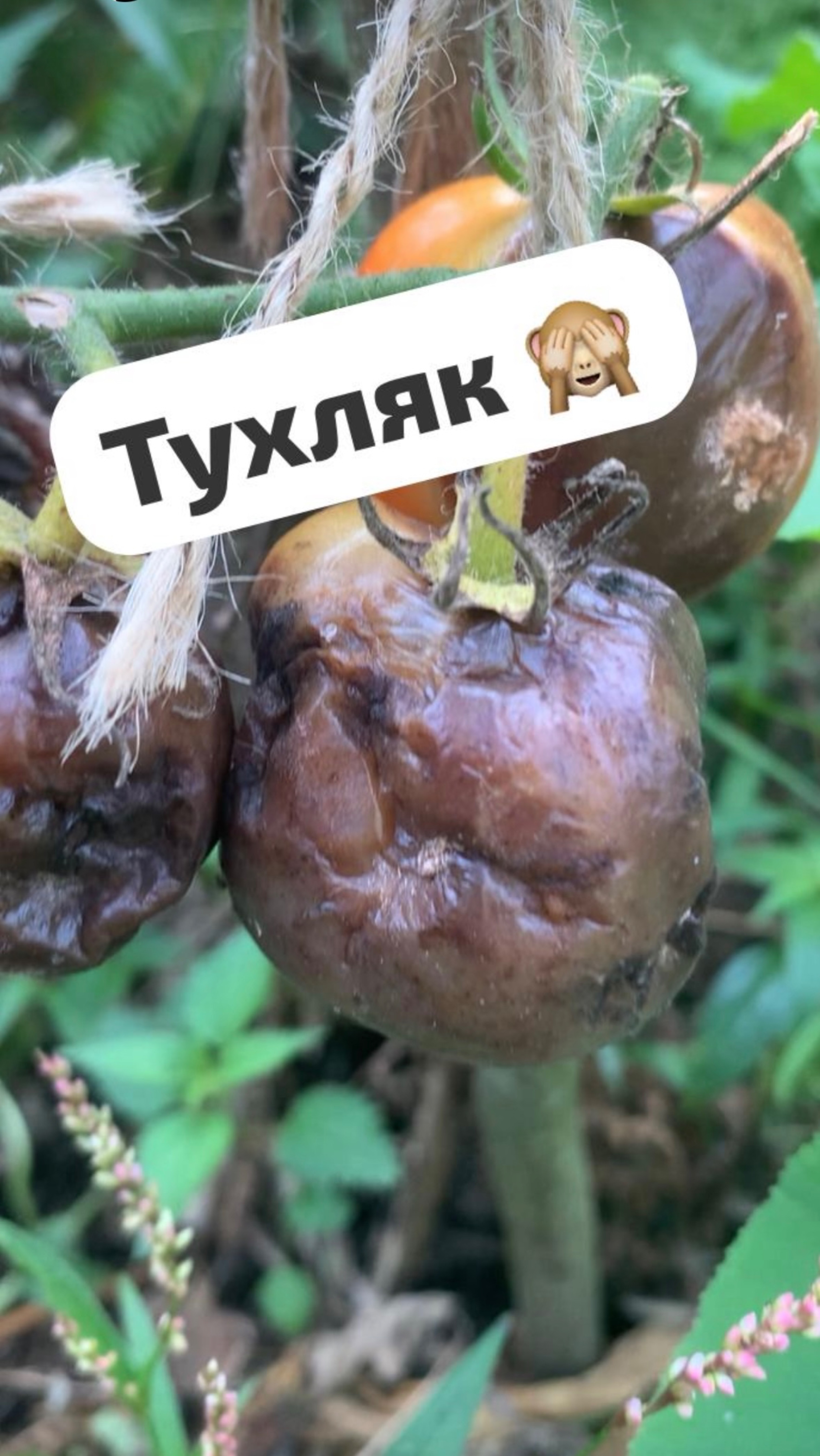 Самые часто болеющие сорта томатов 🍅