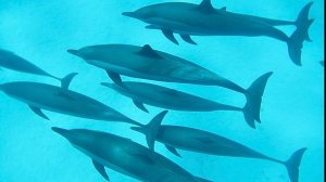 Дельфины. Красное море. Сатая. Дом дельфинов. . Август 2025.