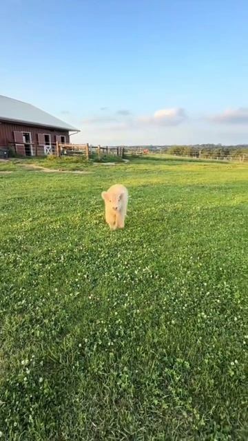 смешные животные не дают скучать каждый день, сегодня и даже помле обеда!