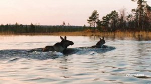 ЛОСИ. Выживание в дикой природе. Две встречи.