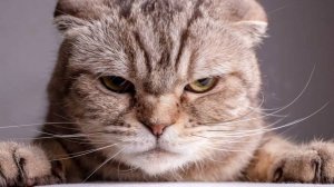 То чего вы не знали о КОШЕК! Самые интересные ФАКТЫ