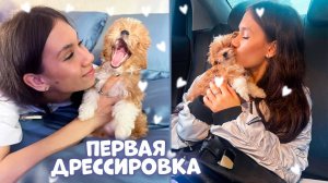 Первая ДРЕССИРОВКА ЩЕНКА / наигралась и уснула❤️🥰