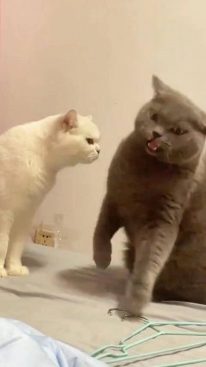 😂 ОТСТАНЬ 🙀 У МЕНЯ ДЕПРЕСНЯК 🤣 ОЗВУЧКА СМЕШНЫХ КОТОВ 🔥 #говорящийкот #озвучка #угараю