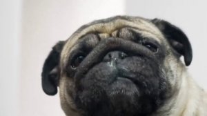 Мопс лижет экран 39 секунд