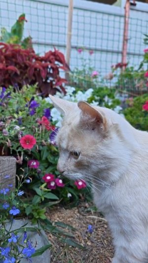 Как лучше размножать катарантусы!