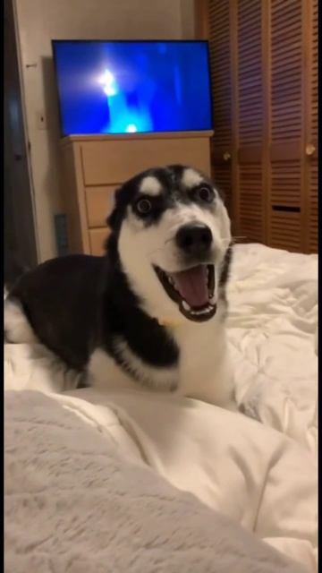 смешные хаски животные не дают скучать каждый день, сегодня и даже помле обеда!