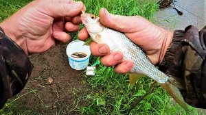 РЫБАЛКА НА МАЛЕНЬКУЮ НО САМУЮ ЖЕЛАННУЮ РЫБКУ МОХТИК, ЕЩЁ И СОРОГА ДЛЯ ЗАСОЛА ПОДОШЛА)!