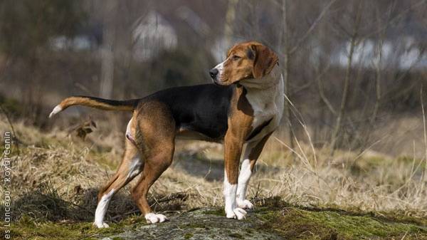 ФИНСКАЯ ГОНЧАЯ ГОТОВИМСЯ К СЕЗОНУ ЗАЯЦ БЕЛЯК ЗОНА НАГОНКИ смотреть онлайн