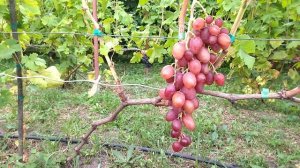 ГФ Энрико Карузо  селекции Донское Казачество .