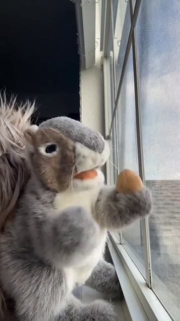 белка умеющая все на свете