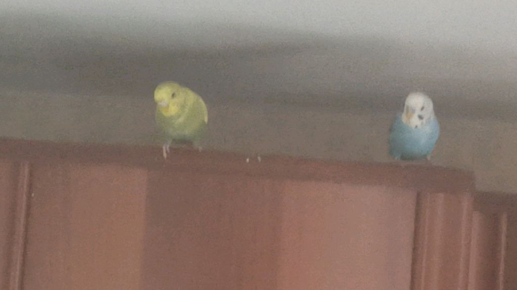 пр смотреть онлайн