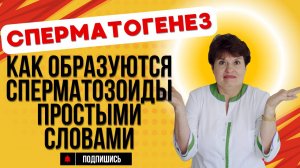 Сперматогенез 👨⚕️ Как образуются сперматозоиды простыми словами