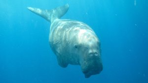 Дюгонь. Тет-а-тет с Дюгошей❤️.Красное море. Марса-Алам. Бухта Марса-Дабр. Август 2025.