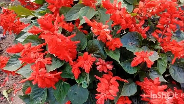 Краски осени смотреть онлайн