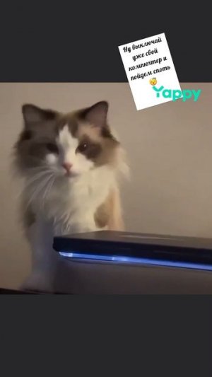 #котики #кошка #киса #домашниеживотные #кошки #пес #собакадругчеловека #собака #собаки #щенок #мимим