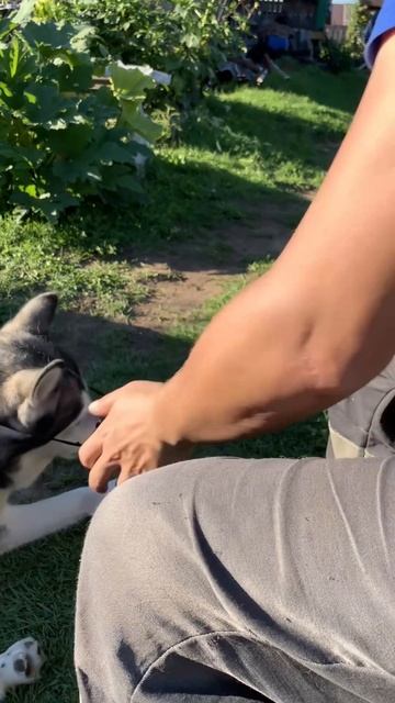 Брюлик и Ли́са отдыхают#хаски #щенок #собака #домашниеживотные #БрюликиЛиска #dog смотреть онлайн