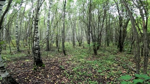 За мохнатыми груздями. смотреть онлайн