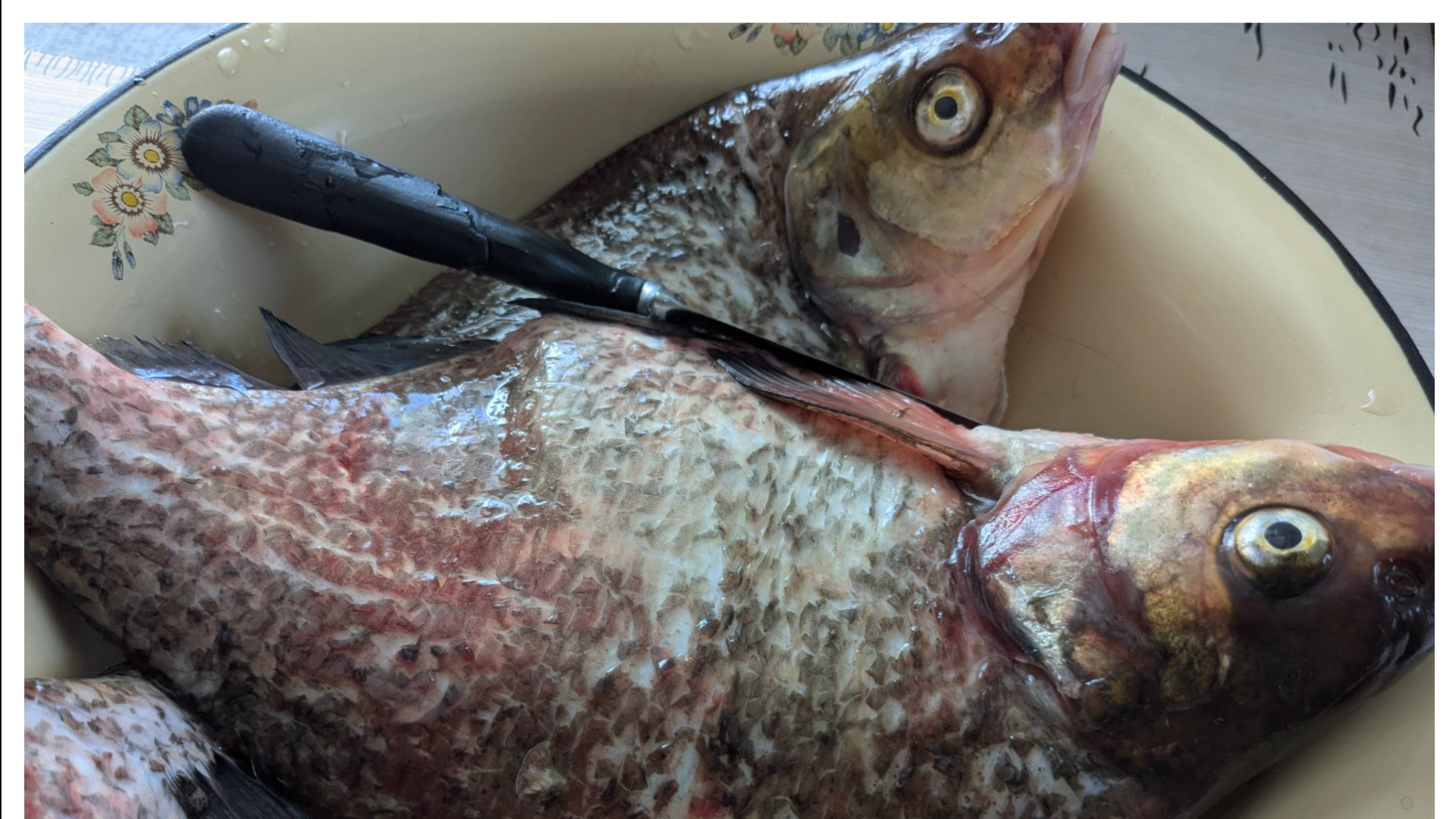 Результат рыбалки, делали тушёнку и томатный сок. смотреть онлайн