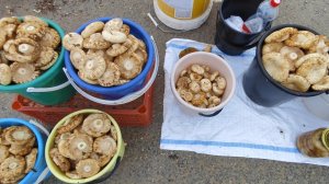 Торговля на трассе // как же я испугалась 😱//