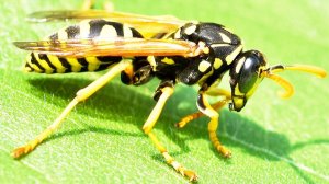 Что будет если укусит оса?