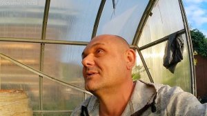 Сушка махорки в ферментаторе.