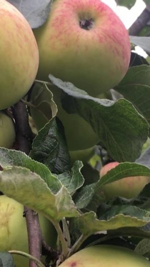 Стекловидность яблок