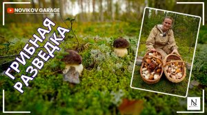 Грибная разведка 05 сентября 2025. Выборгский район.