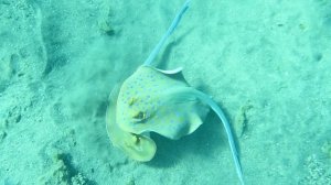 Тэниура-лимма.  «Любовь и страсть». Красное море. Марса-Алам. Бухта Марса-Дабр. Август 2025.