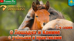 Вся правда о конине. Едят ли конину в Китае? Сходство казахов и лошадей. О табунном коневодстве.