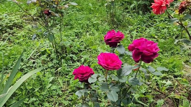 Ольга Цысарь