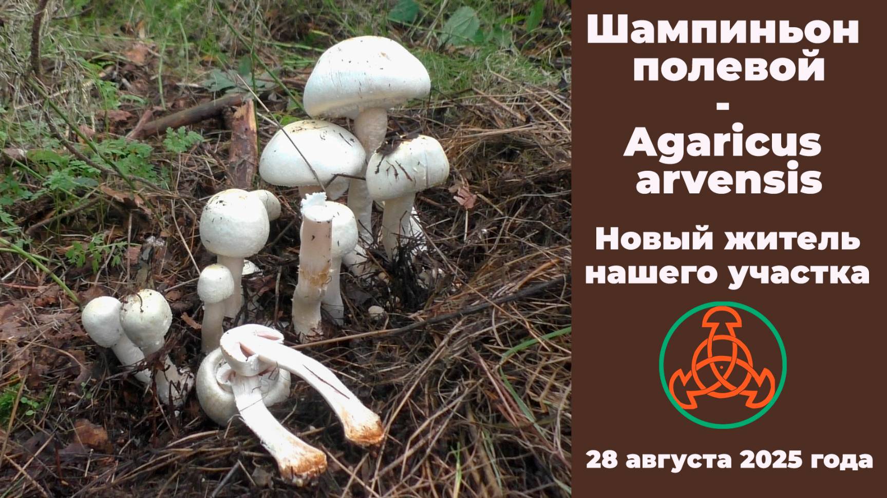Шампиньон полевой - Agaricus arvensis. Новый житель нашего участка. смотреть онлайн