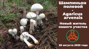 Шампиньон полевой - Agaricus arvensis. Новый житель нашего участка.