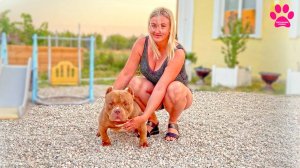 Слон вернулся к маме! Аня приехала и забрала свою собаку! Крутой щенок породы Американский Булли!