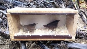 Крапивники