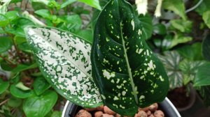 Новый питомец в мою коллекцию❤️🌿☀️