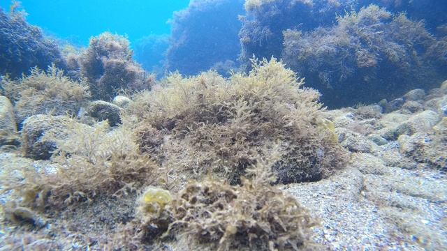 Жители Черного моря. Сентябрь. смотреть онлайн