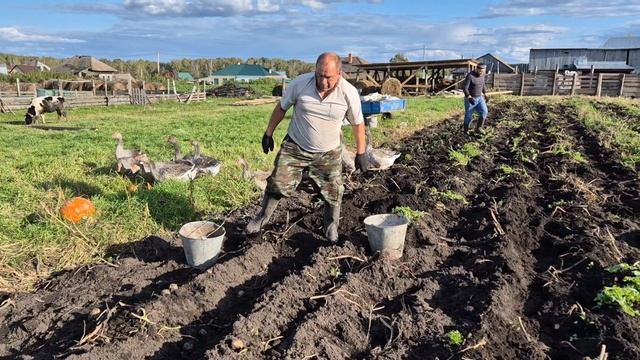 копаем картошку смотреть онлайн