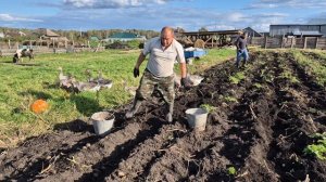 копаем картошку