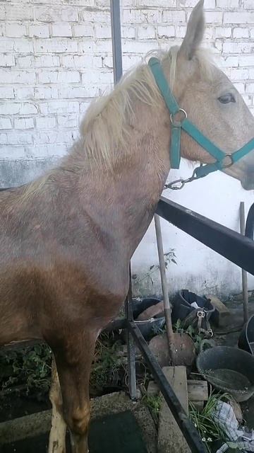 Лошадки.