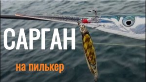 Сарган на пилькер