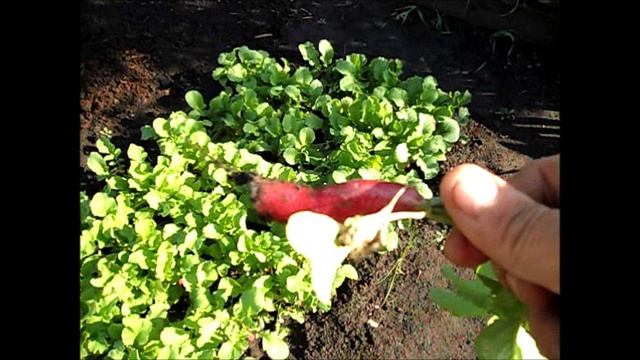 Осенняя редиска