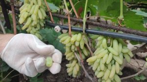 Виноград кишмиш Ламборджини. Саженцы и черенки винограда в ЛНР РФ. Евгений РОМАН.