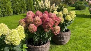 Magical Mount Fuji (Меджикал Маунт Фуджи) и Gardenlight Brightlight (Гарденлайт Брайтлайт)