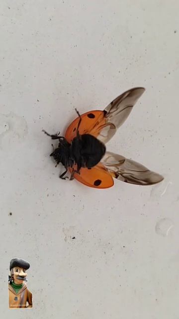 Каждый, кто под этим солнцем греется, Кто вдыхает воздух голубой, Встретить Друга этого надеется,