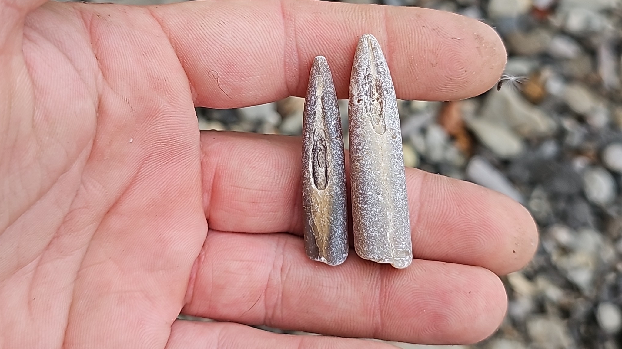 Ищем окаменелости и грибы