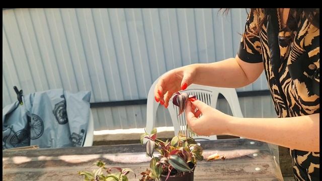 Черенкование Традесканции.Результат спустя 2 недели