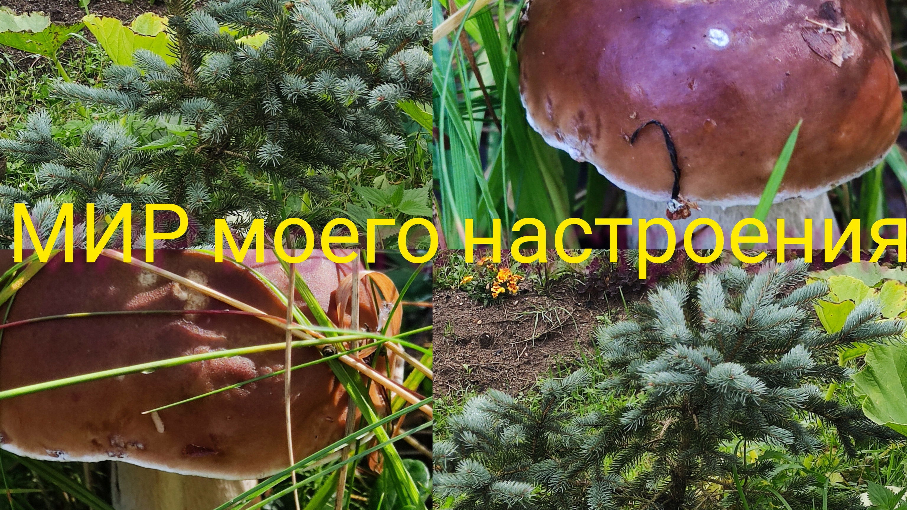 01.09.25 Дача Выборг.Встречаем осень. смотреть онлайн