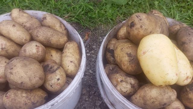 Маришкина картошка